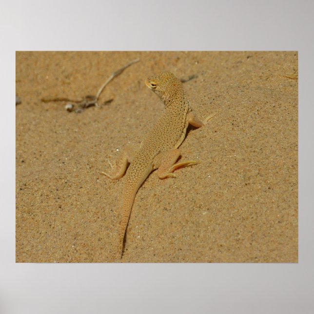Mojave Fringe Toed Lizard Poster (Framsidan)