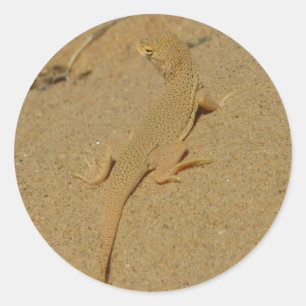 Mojave Fringe Toed Lizard Runt Klistermärke