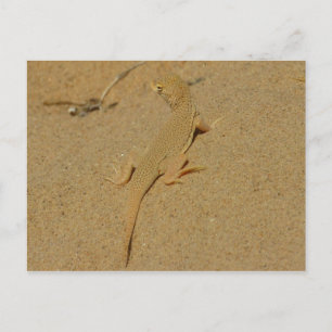 Mojave Fringe Toed Lizard Vykort