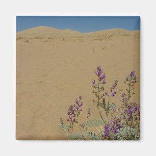 Mojave Indigo Buske och Kelso Dunes Magnet