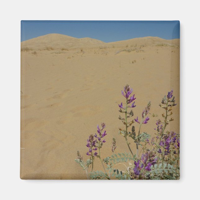 Mojave Indigo Buske och Kelso Dunes Magnet (Framsidan)