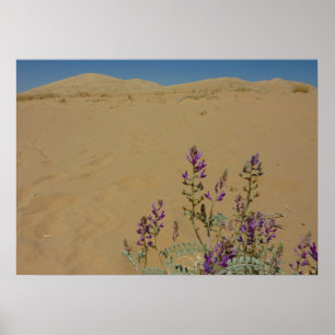 Mojave Indigo Buske och Kelso Dunes Poster