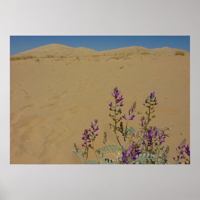 Mojave Indigo Buske och Kelso Dunes Poster (Framsidan)