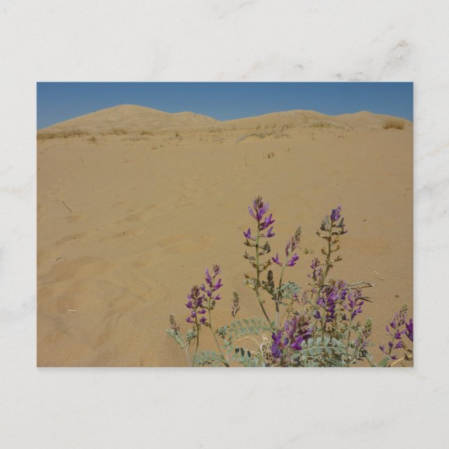 Mojave Indigo Buske och Kelso Dunes Vykort (Framsida)