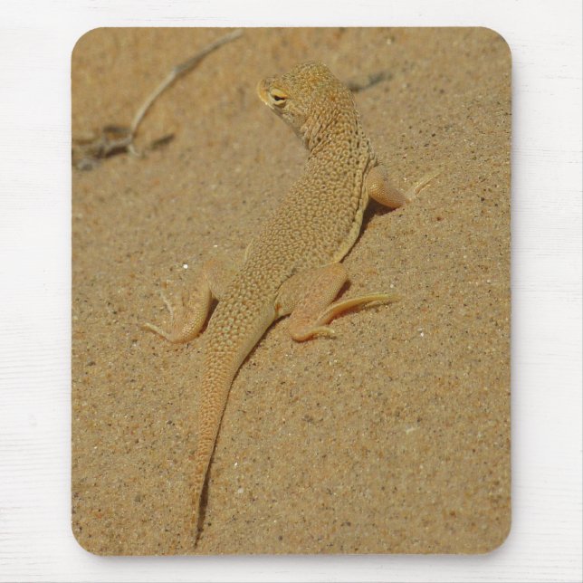 Mojave ögonfransödla musmatta (Framsidan)