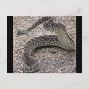 Mojave Rattlesnake Vykort