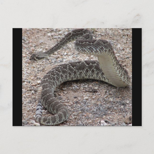 Mojave Rattlesnake Vykort (Framsida)