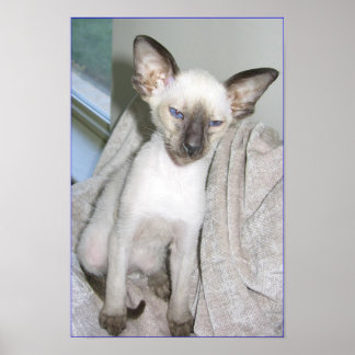 Mojave Underbaren Poster