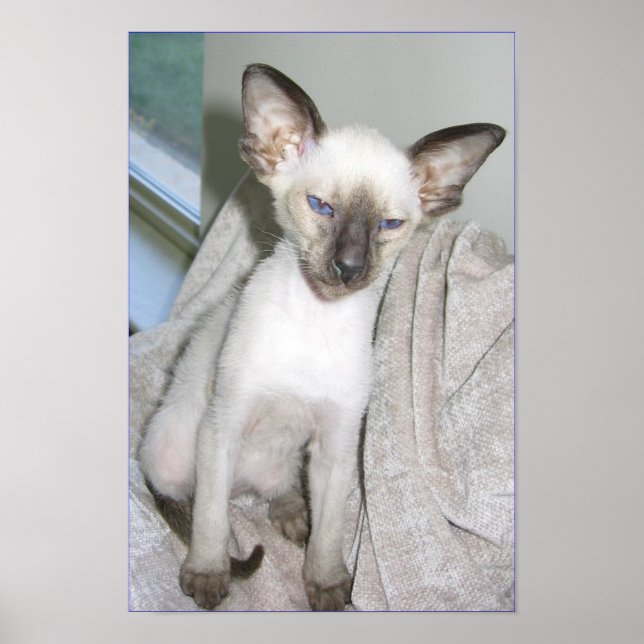 Mojave Underbaren Poster (Framsidan)