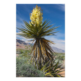 Mojave yucca blommar i öknen nära Las Vegas Fototryck