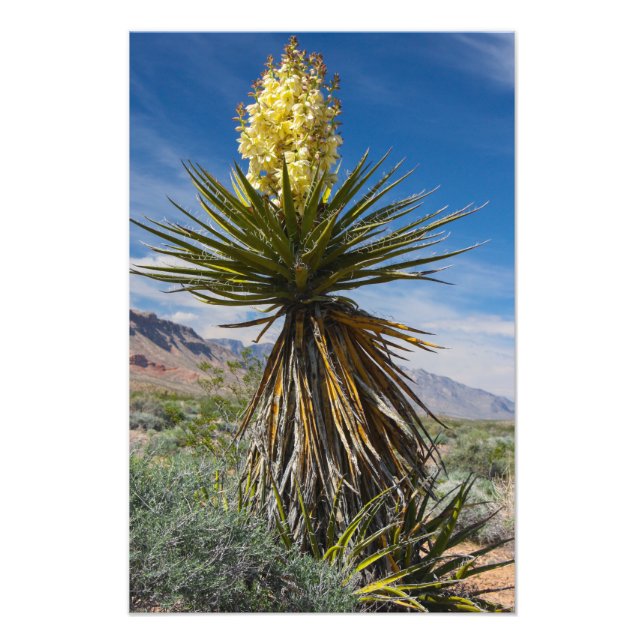 Mojave yucca blommar i öknen nära Las Vegas Fototryck (Framsidan)