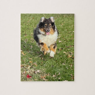 Mojo - Australian shepherd Pussel