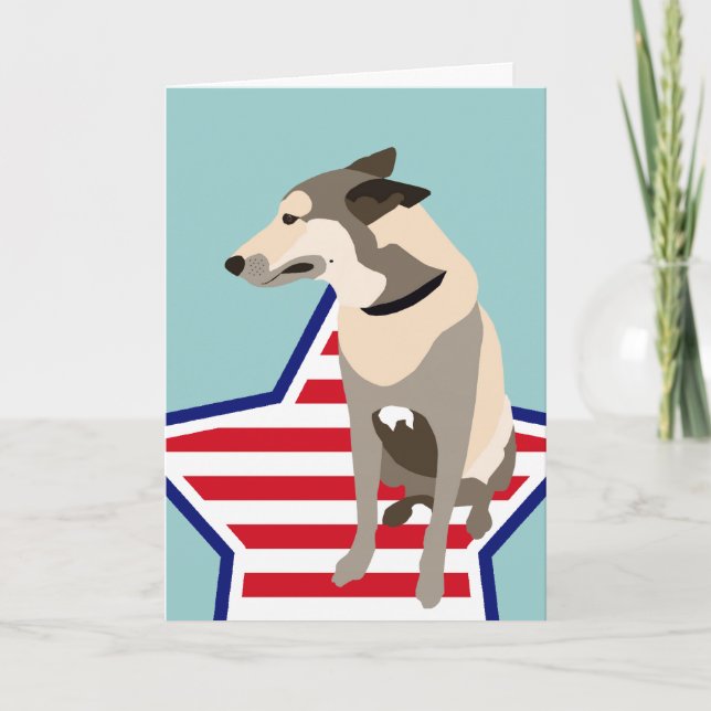Mojo, Belgiska shepherd Kort (Framsida)