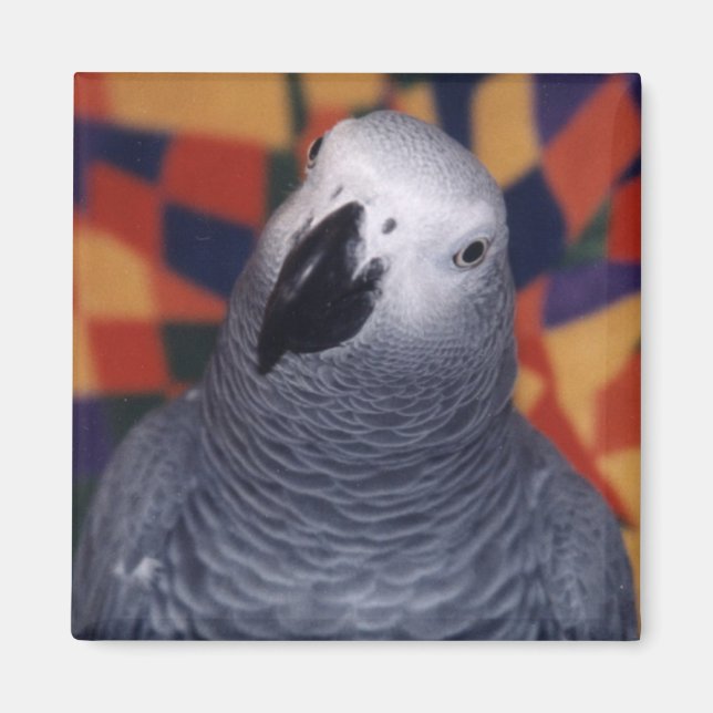 Mojo Magnet (Framsidan)