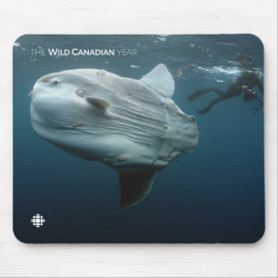 Mola Mola Musmatta