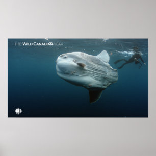 Mola Mola Poster