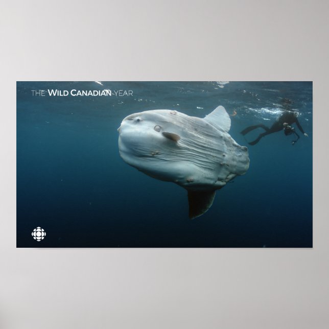 Mola Mola Poster (Framsidan)