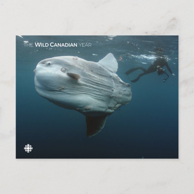 Mola Mola Vykort (Framsida)