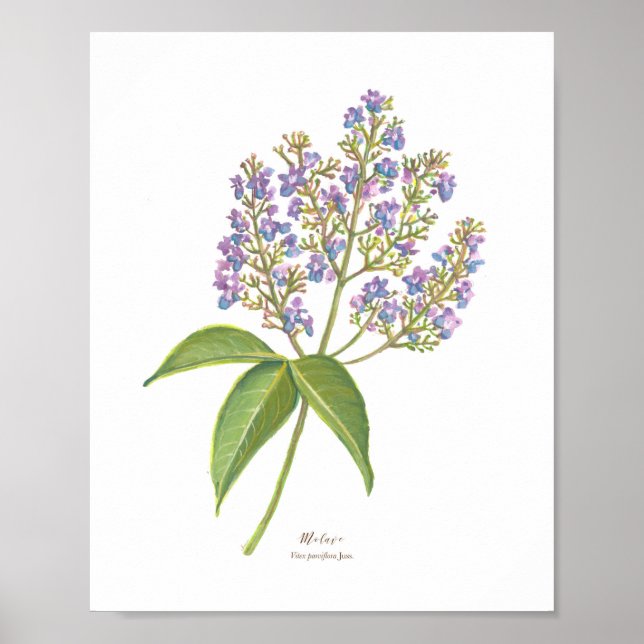 Molave (Vitex parviflora) Philippine Forest Blooms Poster (Framsidan)