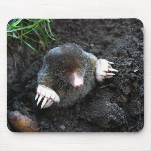 Mole Musmatta