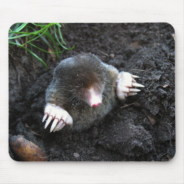 Mole Musmatta (Framsidan)