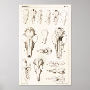 Mole- och Shrew-Döskallar Veterinary Anatomy Print Poster