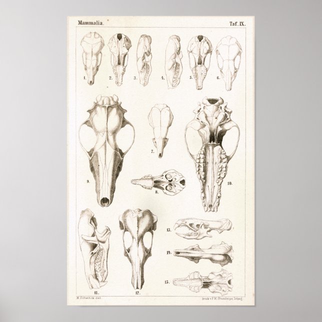 Mole- och Shrew-Döskallar Veterinary Anatomy Print Poster (Framsidan)