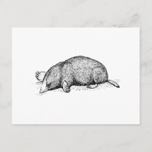 Mole Vykort