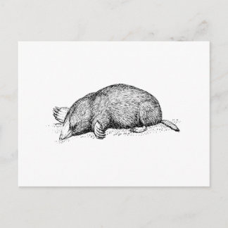 Mole Vykort