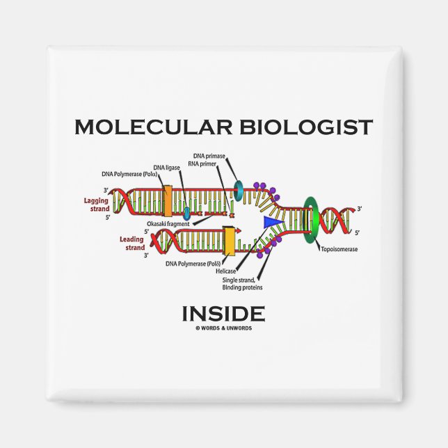 Molekylär biolog inuti (DNA-replikering) Magnet (Framsidan)