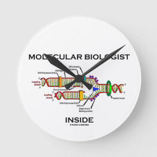 Molekylär biologinsida (DNA-replicationen) Rund Klocka