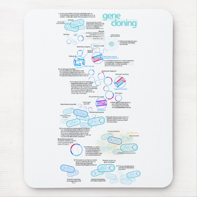 Molekylär kloning genom att använda bakterier och musmatta (Framsidan)