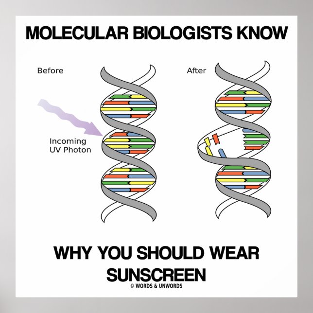 Molekylärbiologer vet varför du Bäror solskydd Poster (Framsidan)