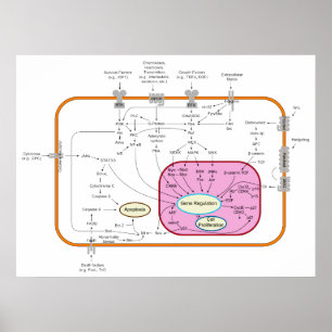 Molekylen signalerar Transductionbanadiagrammet Poster