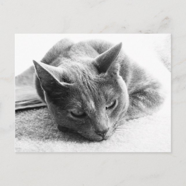 Mollie Vykort (Framsida)