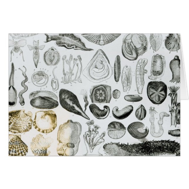 Molluscs Hälsningskort (Framsidan Horizontal)