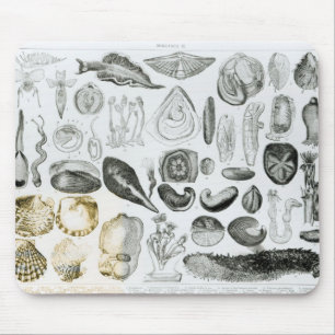 Molluscs Musmatta