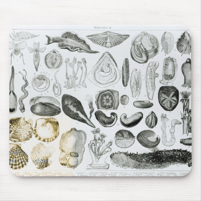 Molluscs Musmatta (Framsidan)