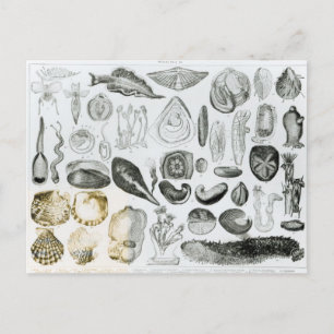 Molluscs Vykort