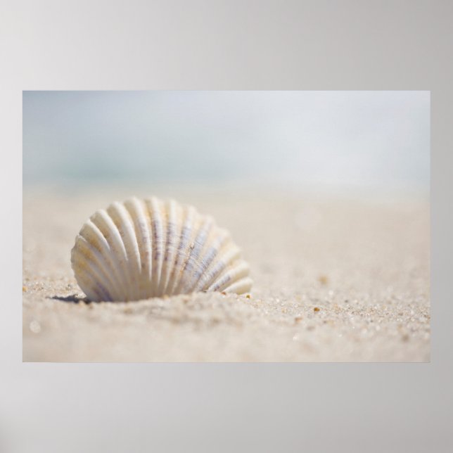 Mollusk Seashell Poster (Framsidan)