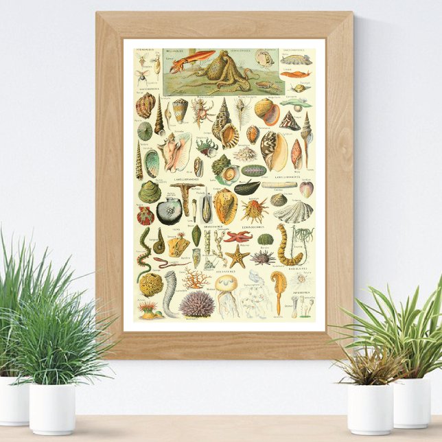 Mollusks Adolphe Millot Illustration Poster (Skapare uppladdad)