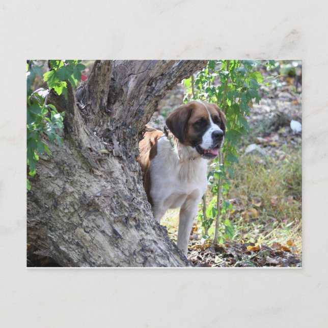 Molly "Någon säger PLAYTIME" Vykort (Framsida)