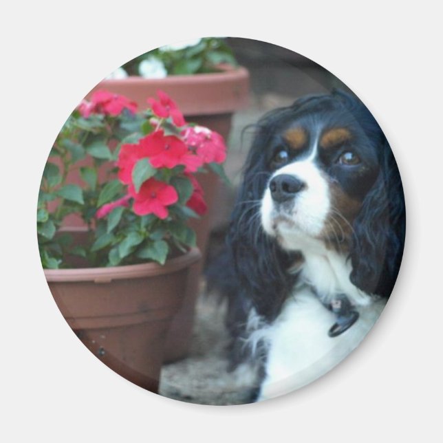 Molly the Cavalier Magnet (Framsidan)