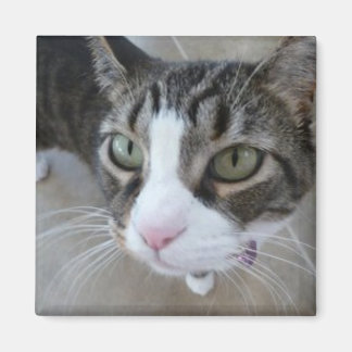 Molly tittar på dig Kattunge Square Magnet