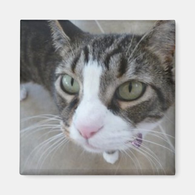 Molly tittar på dig Kattunge Square Magnet (Framsidan)