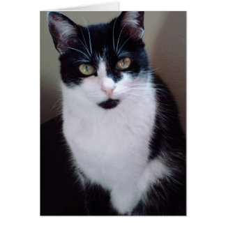 mollycat hälsningskort