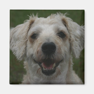 Mollywog hundmagneten magnet