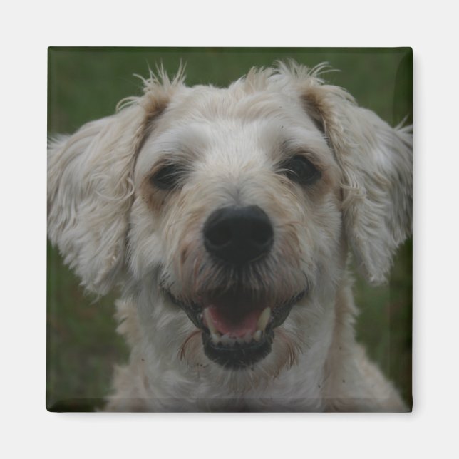 Mollywog the Hund Magnet (Framsidan)