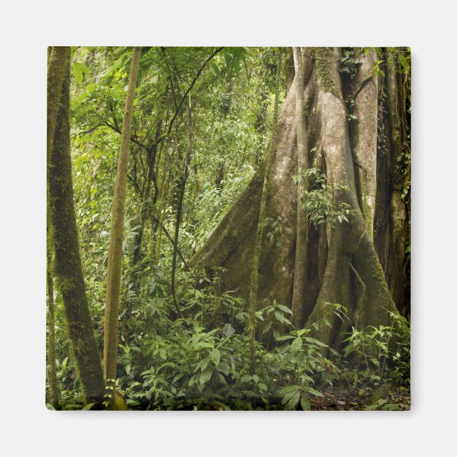 Molnskog, Bosque de Paz, Costa Rica Magnet (Framsidan)