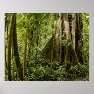 Molnskog, Bosque de Paz, Costa Rica Poster